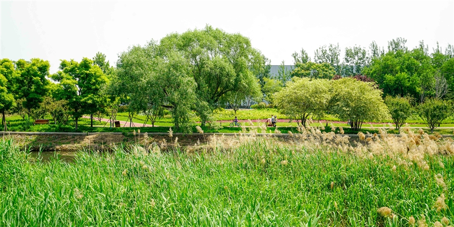 07生态教育段夏季植物景观风貌实景1.jpg