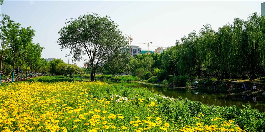 08生态教育段夏季植物景观风貌实景2.jpg