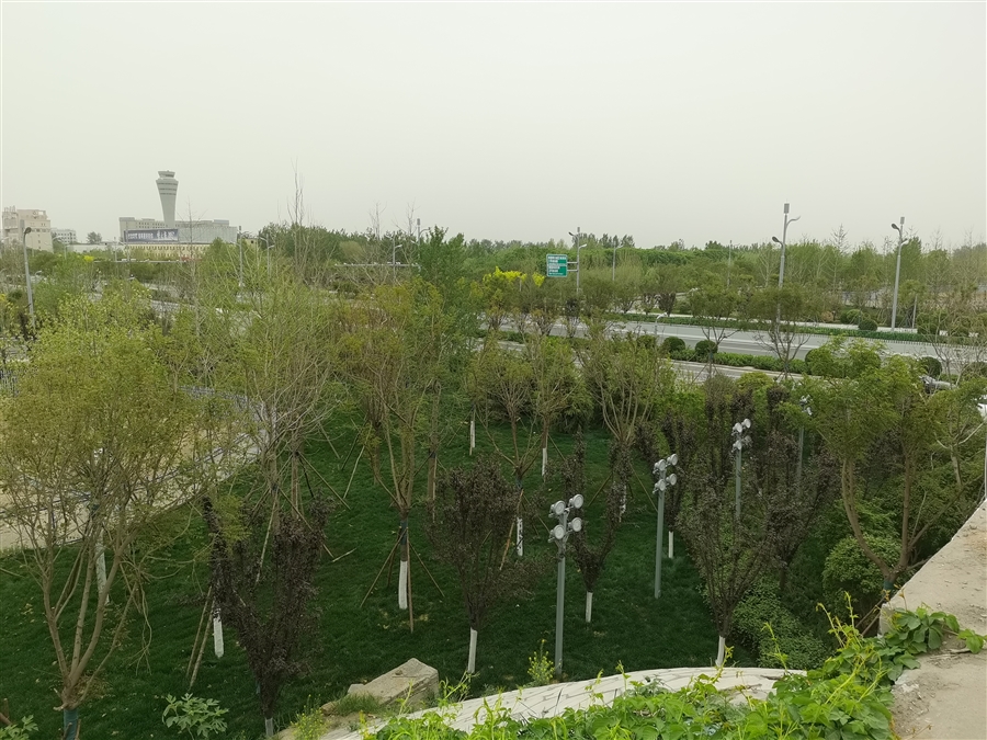 迎宾路北侧绿化带改造.jpg