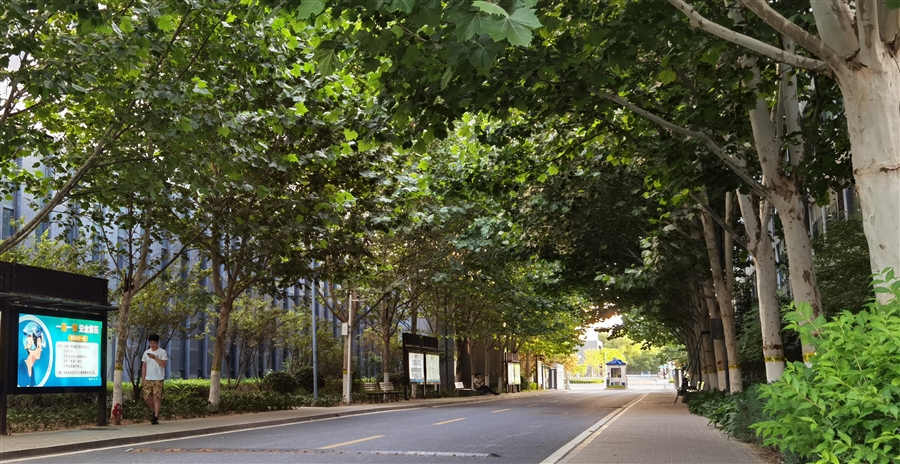 15林荫覆盖的车行主干路.jpg