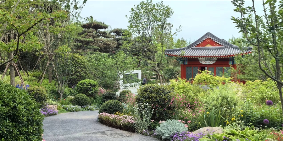 13_菊花展示区建成实景（3）.jpg